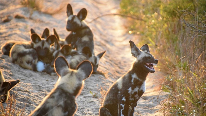 Comedy Wildlife Photography Awards 2017 Finalist - Tina Stehr